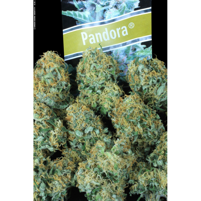 Pandora - Auto - Paradise Seeds - Graines de Collection Pandora - Auto - Paradise Seeds - Graines de Collection