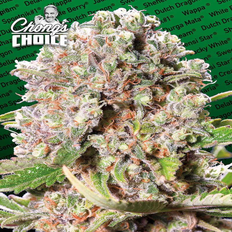 Mendocino skunk chong's choice paradise Mendocino skunk chong's choice paradise