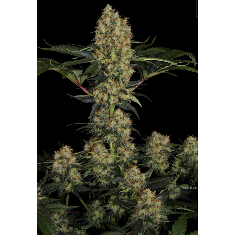 Mendocino Skunk chong's choice - Féminisée - Paradise Seeds - Graines de Collection Mendocino Skunk chong's choice - Féminisée - Paradise Seeds - Graines de Collection