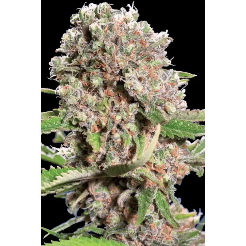 Mendocino Skunk chong's choice - Féminisée - Paradise Seeds - Graines de Collection Mendocino Skunk chong's choice - Féminisée - Paradise Seeds - Graines de Collection