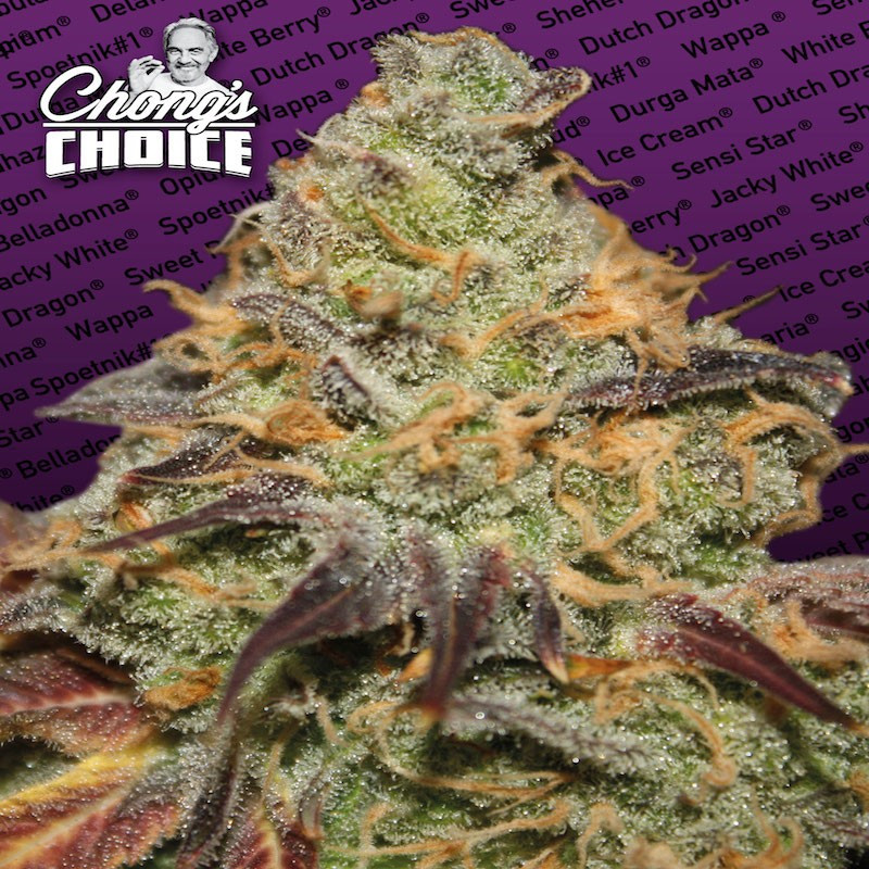 Blue kush berry chong's choice - paradise Blue kush berry chong's choice - paradise