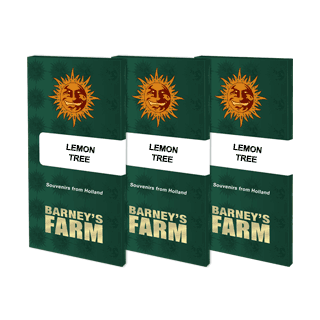 Lemon Tree - Barney's Farm