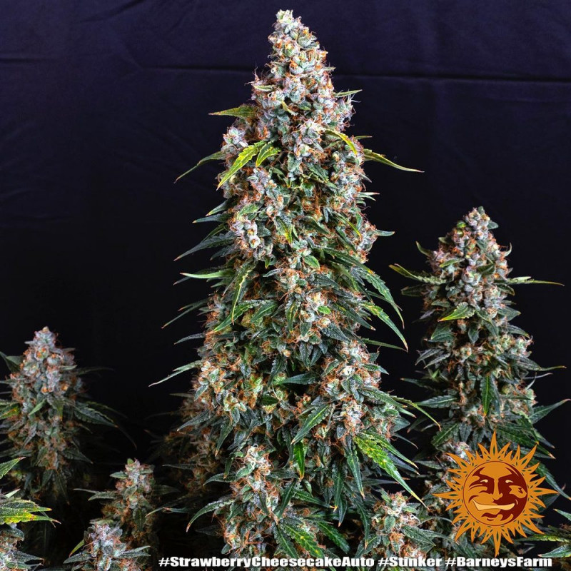 Strawberry Cheesecake Auto - Barney's Farm Strawberry Cheesecake Auto - Barney's Farm