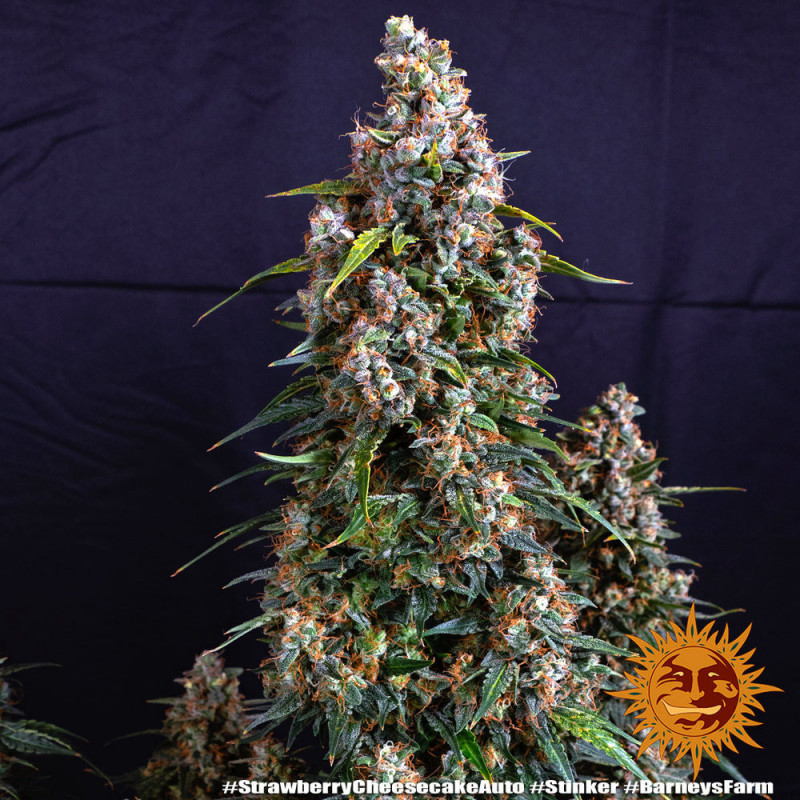 Strawberry Cheesecake Auto - Barney's Farm Strawberry Cheesecake Auto - Barney's Farm
