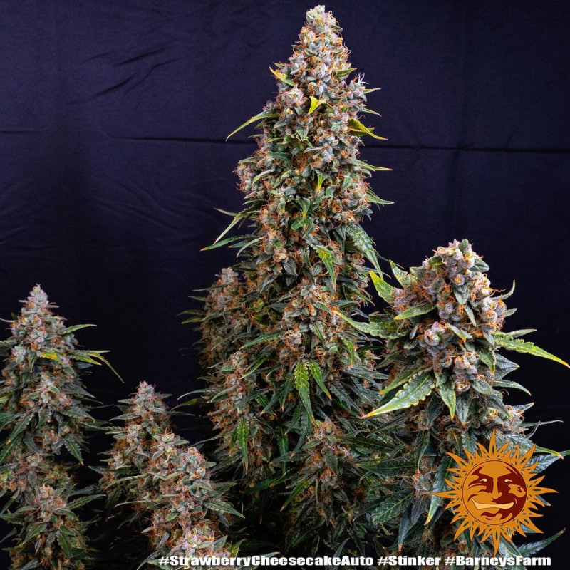 Strawberry Cheesecake Auto - Barney's Farm Strawberry Cheesecake Auto - Barney's Farm