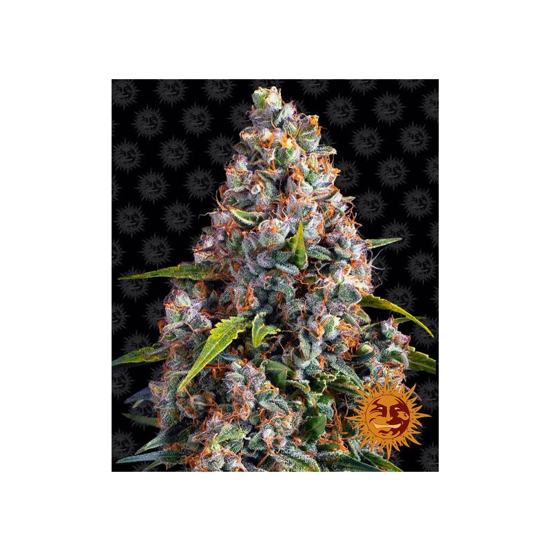 Strawberry Cheesecake Auto - Barney's Farm Strawberry Cheesecake Auto - Barney's Farm