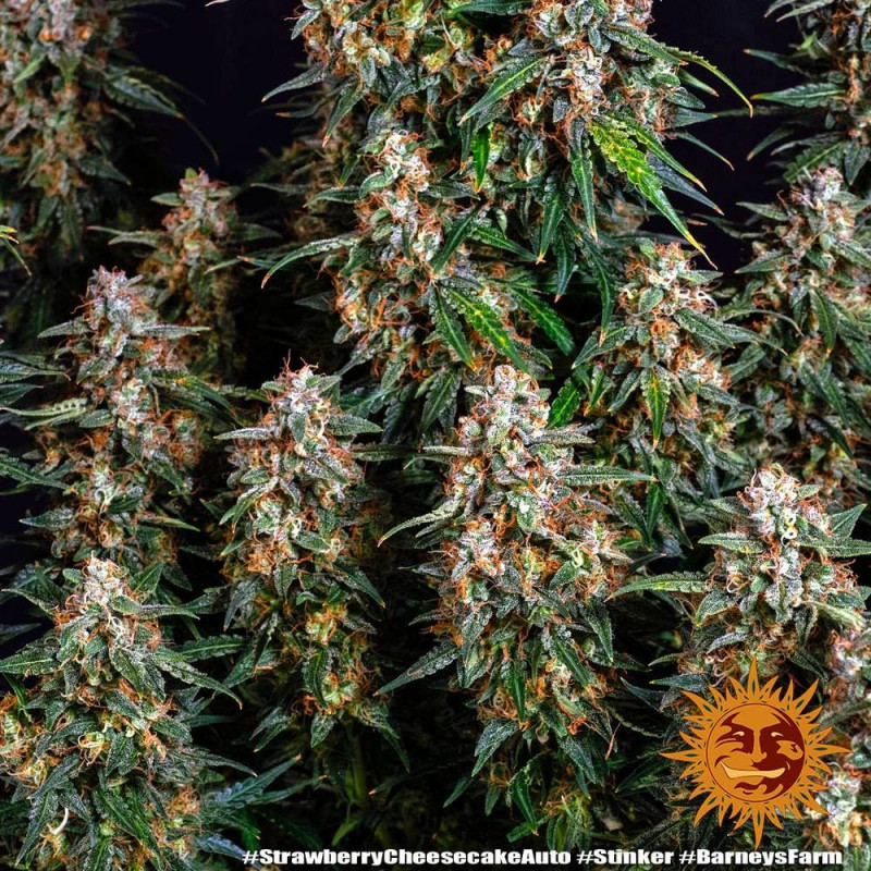 Strawberry Cheesecake Auto - Barney's Farm Strawberry Cheesecake Auto - Barney's Farm