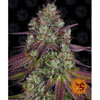 Mimosa Evo - Barney's Farm