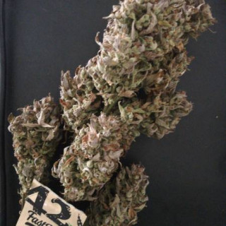 Russian - Autofloraison - FastBuds