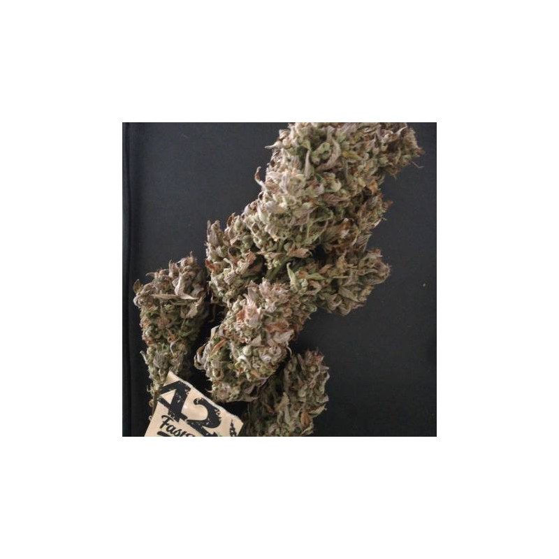 Russian - Autofloraison - FastBuds