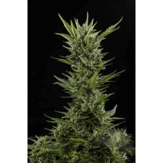 Skunk - Autofloraison - Fastbuds