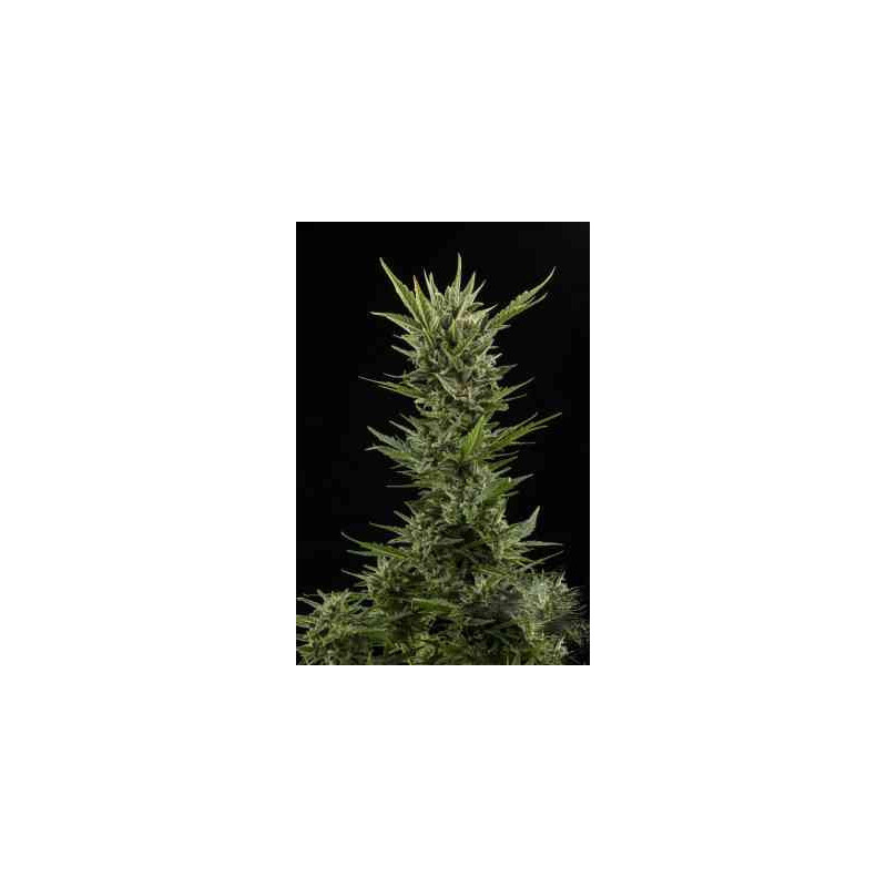Skunk - Autofloraison - Fastbuds