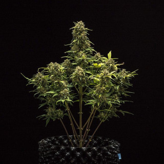 Skunk - Autofloraison - Fastbuds