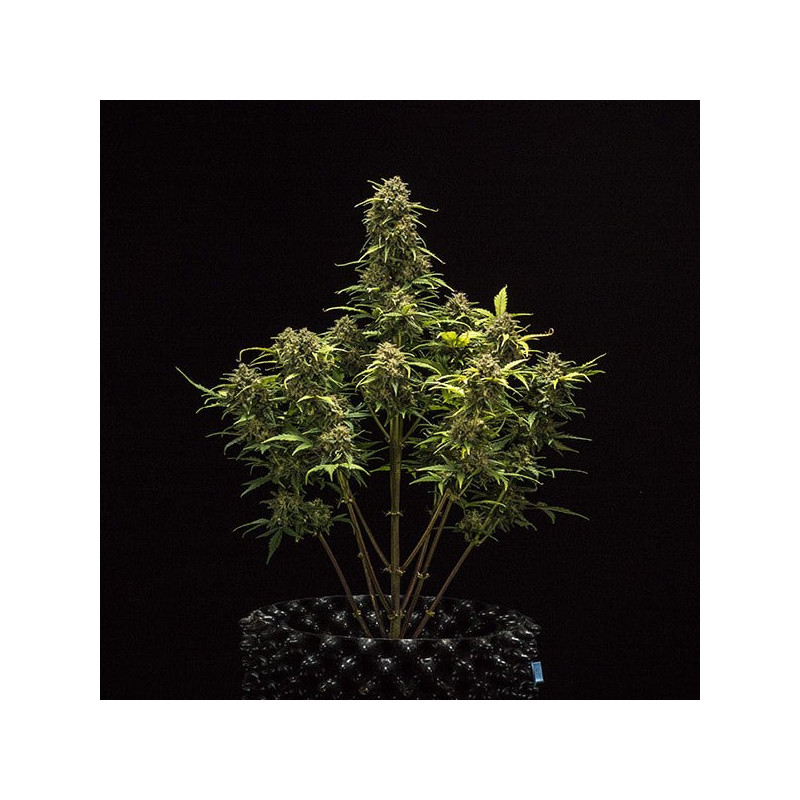 Skunk Auto - Fastbuds - Graines de Collection Skunk Auto - Fastbuds - Graines de Collection
