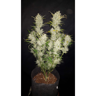 Sour Diesel - Autofloraison - Fastbuds