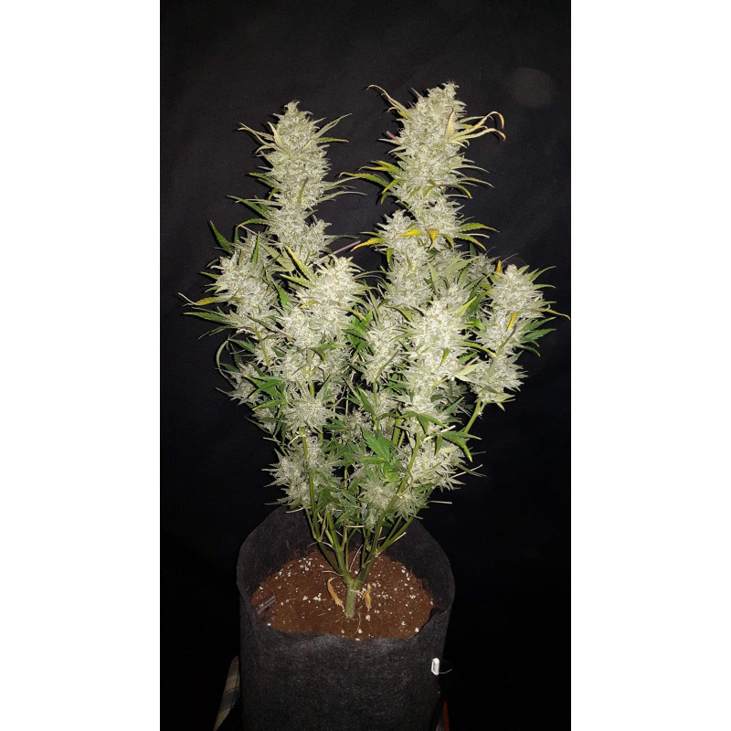 Sour Diesel - Autofloraison - Fastbuds