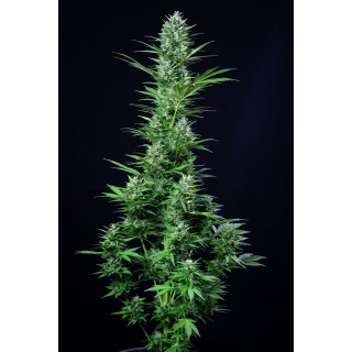 White Widow - Autofloraison - FastBuds