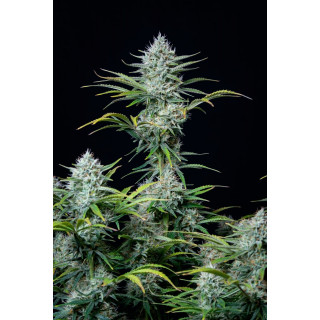 White Widow - Autofloraison - FastBuds