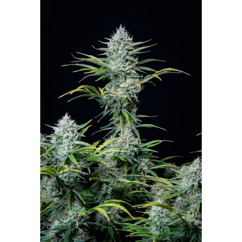 White Widow - Autofloraison - FastBuds