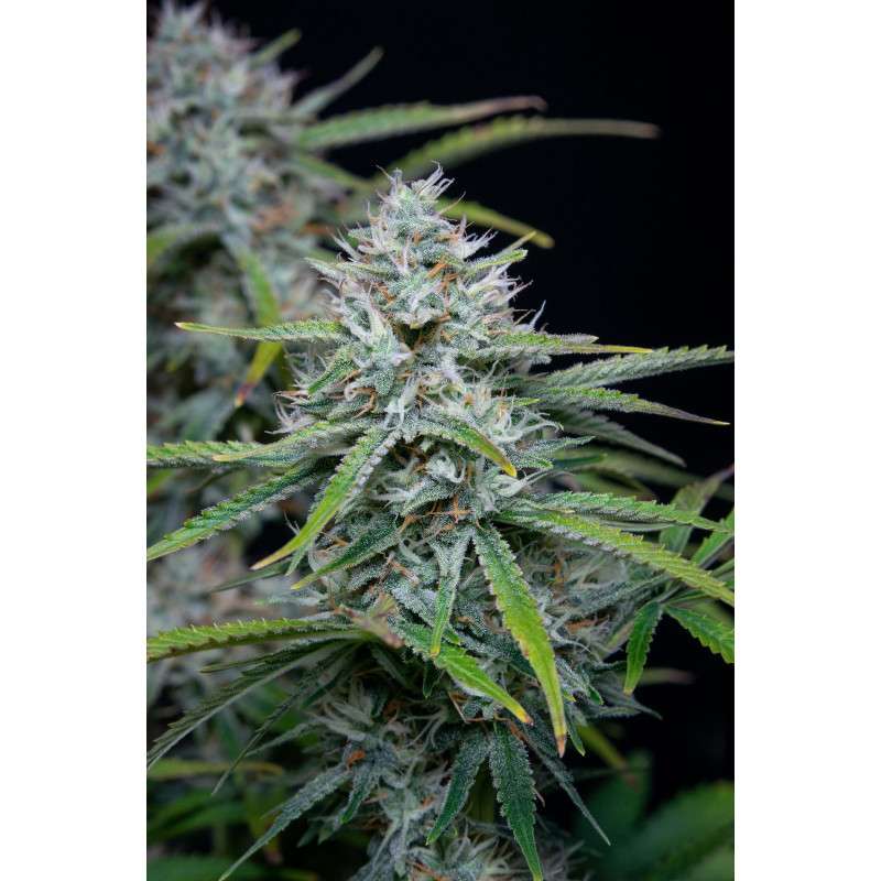 White Widow Auto - FastBuds - Graines de Collection White Widow Auto - FastBuds - Graines de Collection