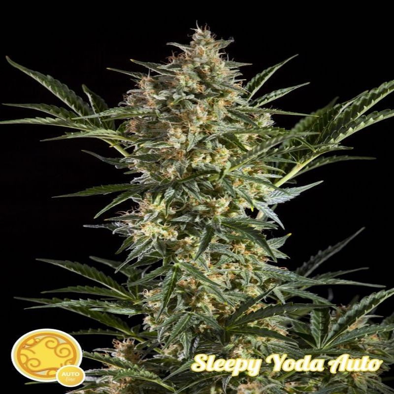 Sleepy yoda auto philosopher seeds Sleepy yoda auto philosopher seeds