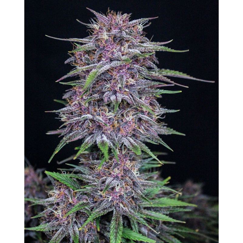 Purple Punch Auto - FastBuds - Graines de Collection Purple Punch Auto - FastBuds - Graines de Collection