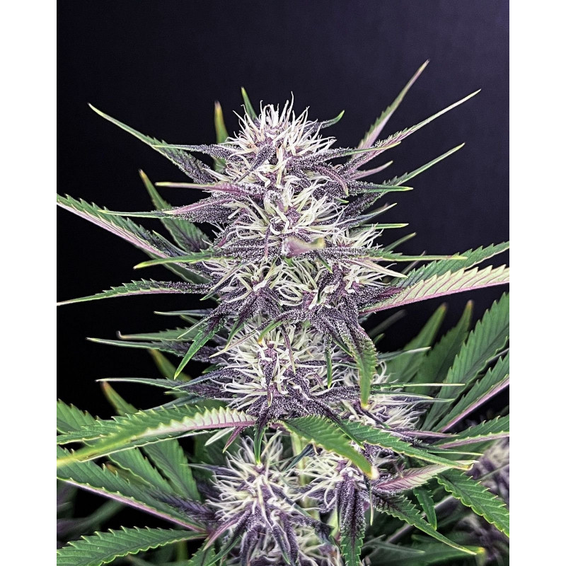 Purple Punch Auto - FastBuds - Graines de Collection Purple Punch Auto - FastBuds - Graines de Collection