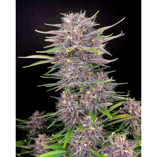 Purple Punch - Autofloraison - FastBuds