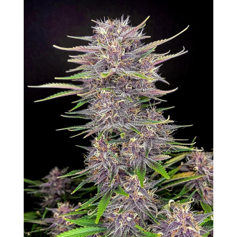 Purple Punch Auto - FastBuds - Graines de Collection Purple Punch Auto - FastBuds - Graines de Collection