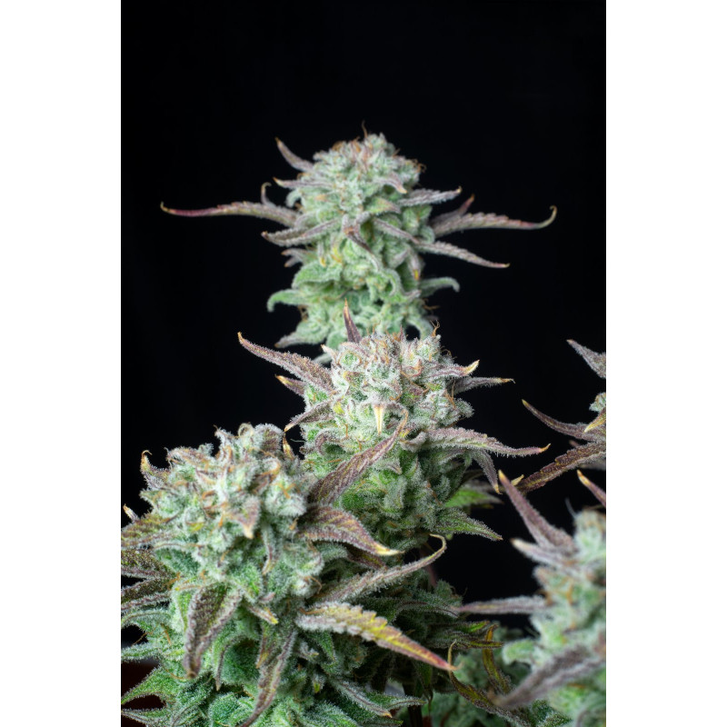 Strawberry Banana Auto - FastBuds - Graines de Collection Strawberry Banana Auto - FastBuds - Graines de Collection