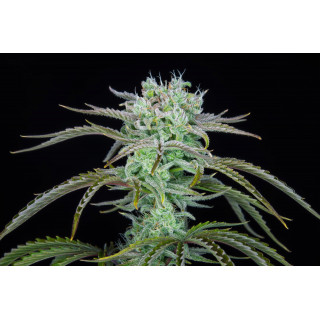 Strawberry Banana - Autofloraison - FastBuds