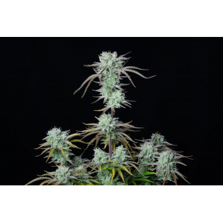 Strawberry Banana - Autofloraison - FastBuds