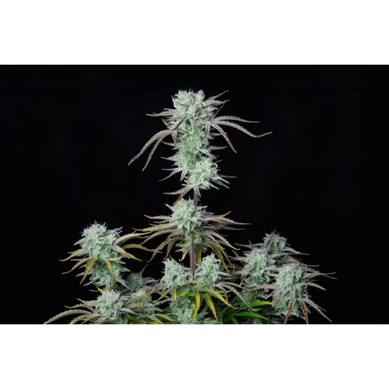 Strawberry Banana Auto - FastBuds - Graines de Collection Strawberry Banana Auto - FastBuds - Graines de Collection