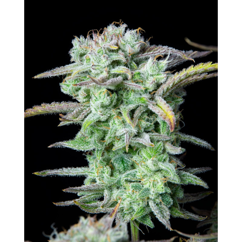 Strawberry Banana Auto - FastBuds - Graines de Collection Strawberry Banana Auto - FastBuds - Graines de Collection