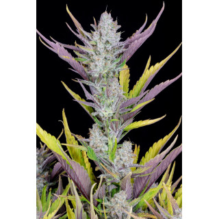 Wedding Glue - Autofloraison - FastBuds