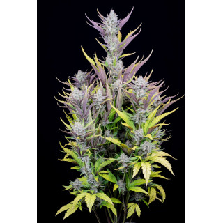 Wedding Glue - Autofloraison - FastBuds