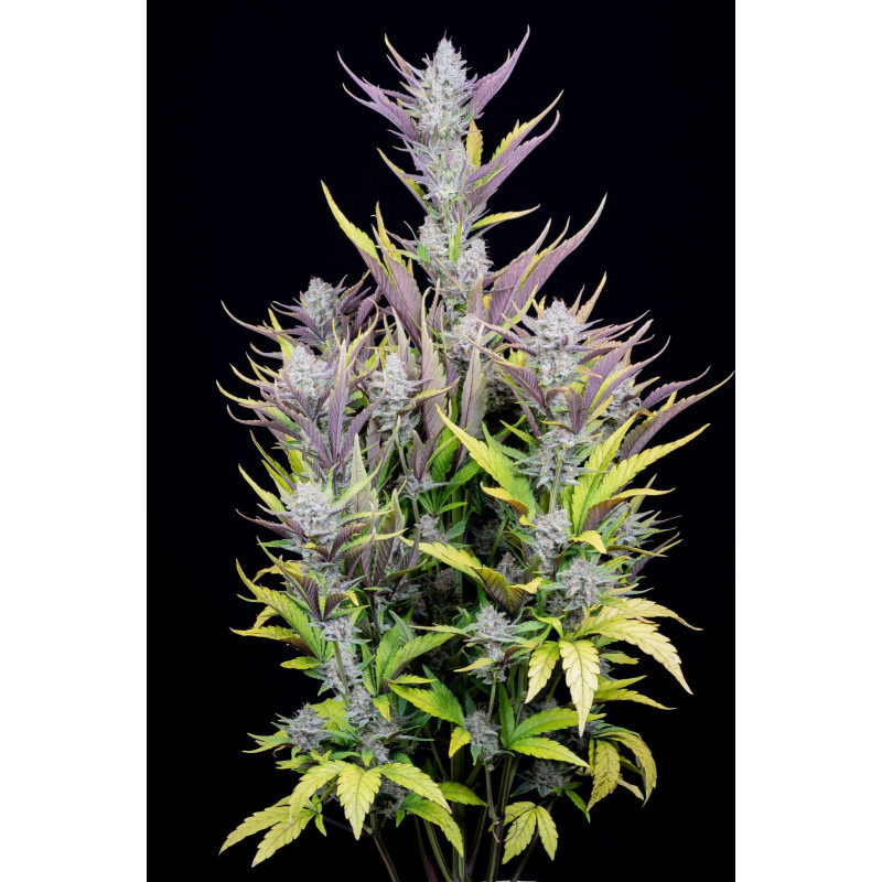 Wedding Glue Auto - FastBuds - Graines de Collection Wedding Glue Auto - FastBuds - Graines de Collection