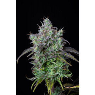 Big Bud - Autofloraison - FastBuds