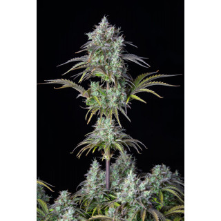 Big Bud Auto - FastBuds - Graines de Collection