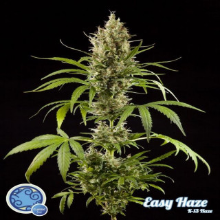 K13 haze easy philosopher seeds