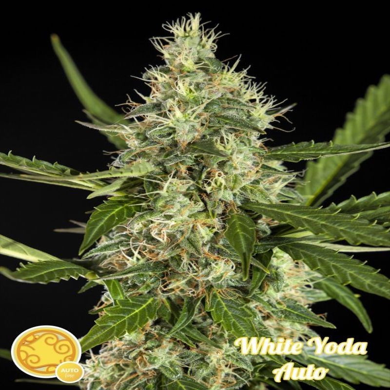 White yoda auto philosopher seeds White yoda auto philosopher seeds