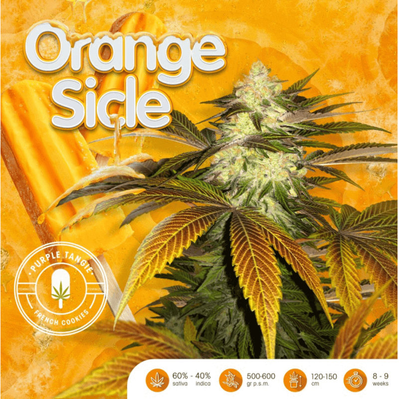 Orange Sicle - Féminisée - T H Seeds - Graines de Collection Orange Sicle - Féminisée - T H Seeds - Graines de Collection