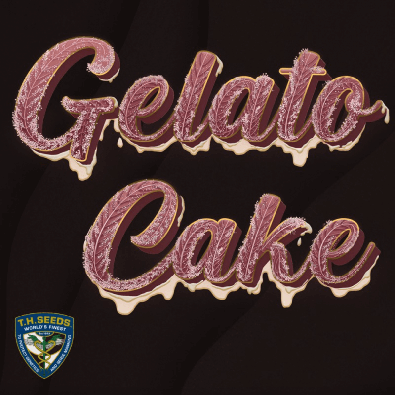 Gelato Cake - Féminisée - T H Seeds - Graines de Collection Gelato Cake - Féminisée - T H Seeds - Graines de Collection