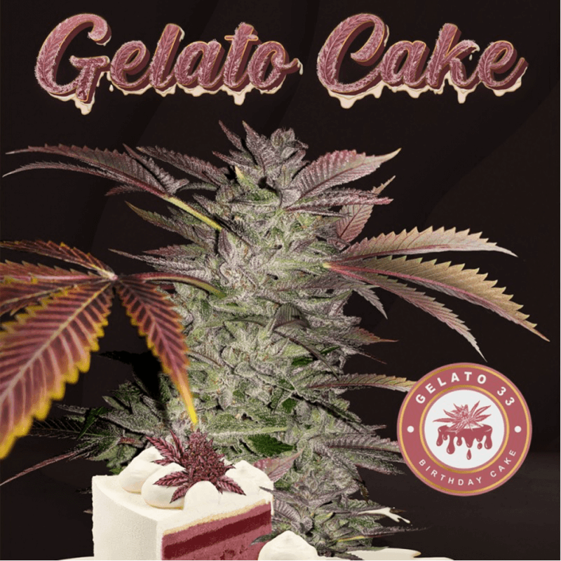 Gelato Cake - Féminisée - T H Seeds - Graines de Collection Gelato Cake - Féminisée - T H Seeds - Graines de Collection