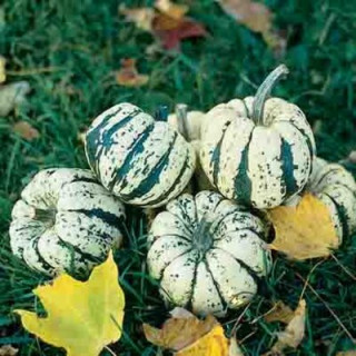 Courges en mélange - Kokopelli
