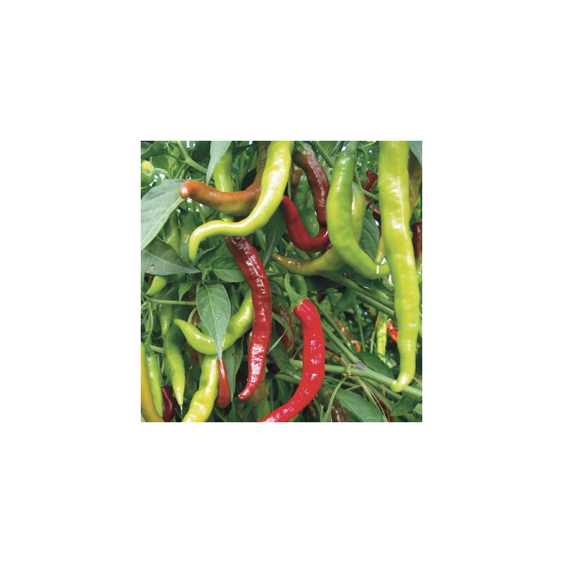 Piment doux / Poivron vert Fushimi de mi-saison - Kokopelli Piment doux / Poivron vert Fushimi de mi-saison - Kokopelli