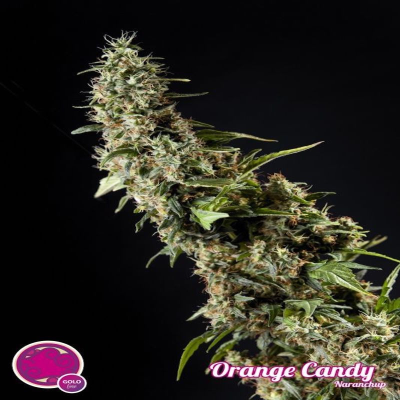 Orange candy philosopher seeds Orange candy philosopher seeds