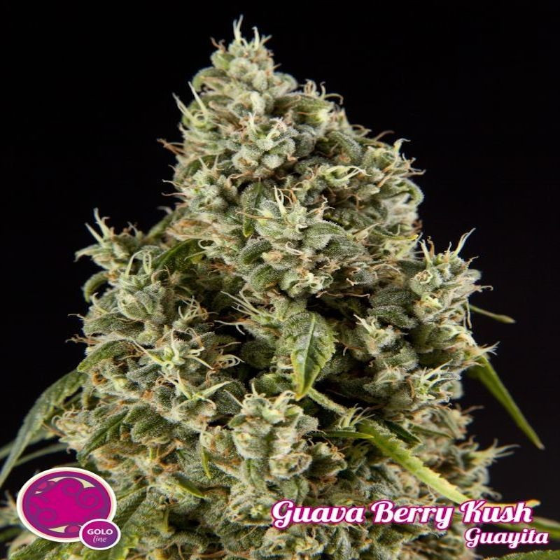 Guava berry kush guayita philosopher seeds Guava berry kush guayita philosopher seeds