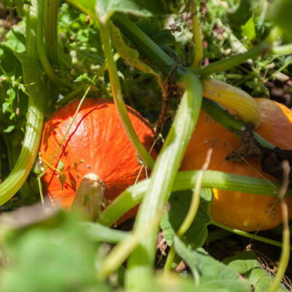Courge Maxima Potimarron Solor - Kokopelli