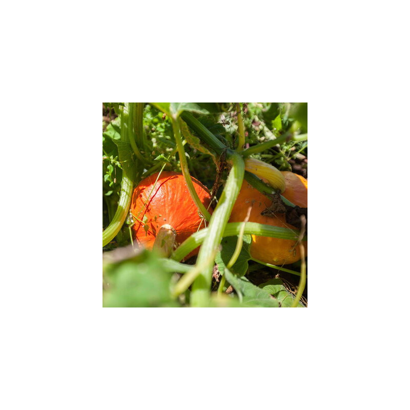 Courge Maxima Potimarron Solor - Kokopelli Courge Maxima Potimarron Solor - Kokopelli